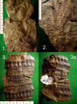 Ствол,облиствлённые ветви и спороносные колосья Calamites Sachsei. Ствол,облиствлённые ветви и спороносные колосья Calamites Sachsei.