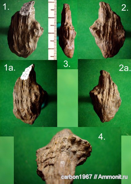 карбон, растения, членистостебельные, Calamites