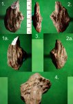Молодой росток Calamites sp.