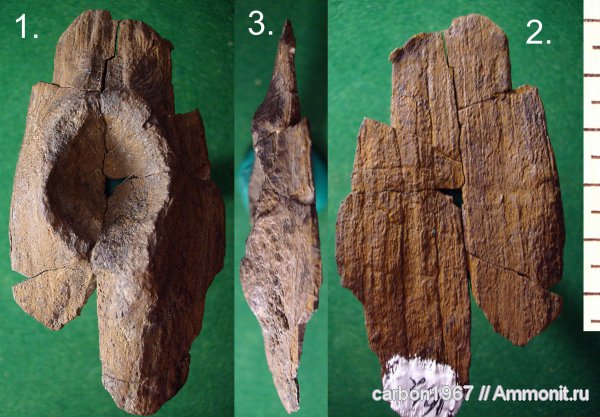 карбон, растения, членистостебельные, Calamites