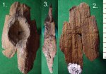 фрагмент коры Calamites sp. с веточным рубцом.
