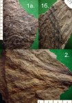 Листья ( филлодии ) Lepidodendron sp. в прикреплении.