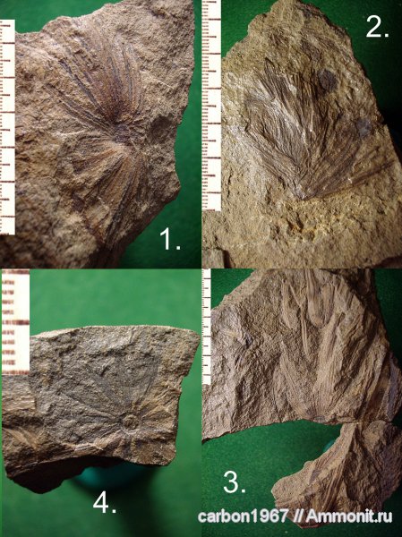 карбон, растения, членистостебельные, Calamites, Asterophyllites