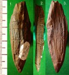 Черешок листа Cordaitanthales ( Cordaites sp.)