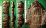 Две формы сохранности одного вида Calamites sp.