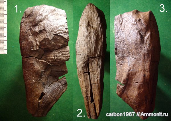 карбон, растения, членистостебельные, Calamites