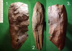 Ветка Mesocalamites ramifer у места крепления к стволу.