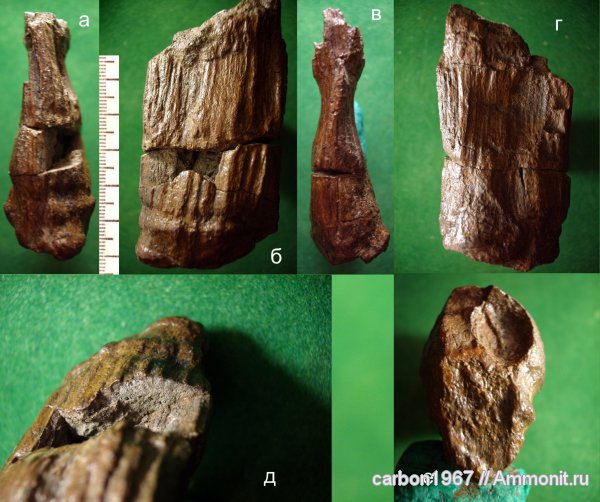 карбон, растения, членистостебельные, Calamites