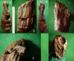 Фрагмент ствола Calamites sp. анатомической сохранности.