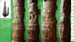 Calamitina goepperti ( al. Calamites )