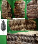 Calamites Sachsei .