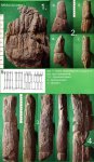 Mesocalamites ramifer.