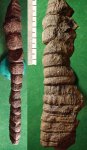 Корневище Calamites sp. Корневище Calamites sp.
