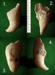 Одиночный четырёхлучевой коралл ( ругоза ) Вradyphyllum nikitinii.