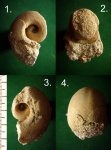 Ядро гастроподы Bellerophon sp.