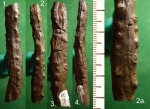 Ось полисперма ( шишки ) Cordaites sp.