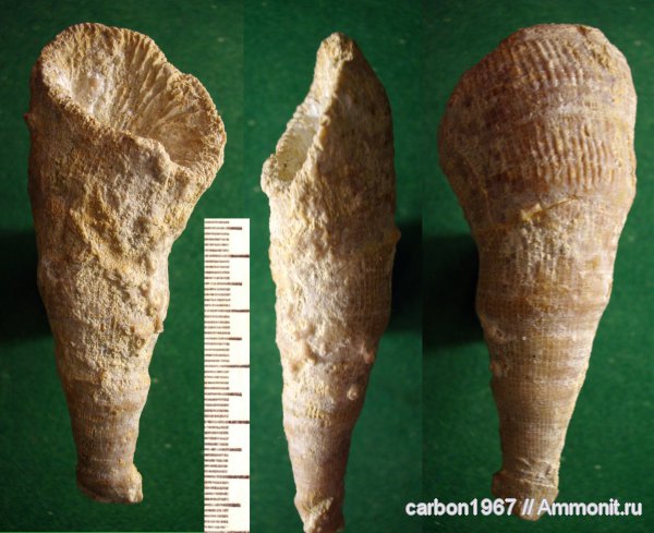 карбон, кораллы, Pseudobradyphyllum, Rugosa