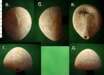 Морской ёж Echinocorys sp.