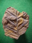 Alethopteris в сидеритовой конкреции.