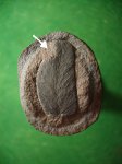 Пёрышко птеридосперма Neuropteris gigantea повреждённое насекомым.