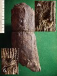 Слепок внутренней полости Calamites sp. со следами повреждений нанесённых насекомыми.