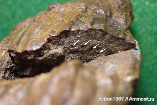 карбон, растения, членистостебельные, Calamites