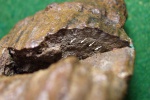 Анатомия Calamites sp.