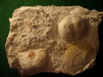 Плитка с брахиоподами -2.