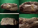 Фрагмент крупной раковины моллюска Inoceramus sp.