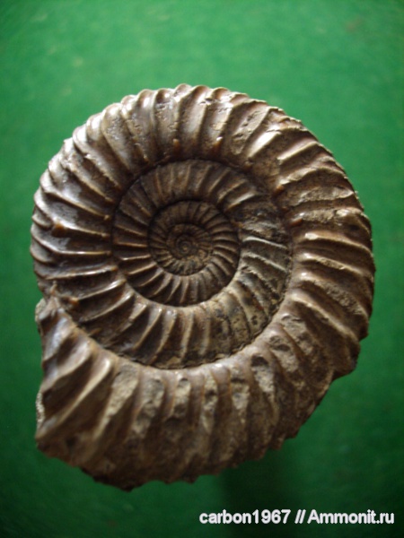 аммониты, юра, Parkinsonia, Ammonites, Jurassic