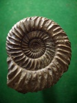 Аммонит Parkinsonia.