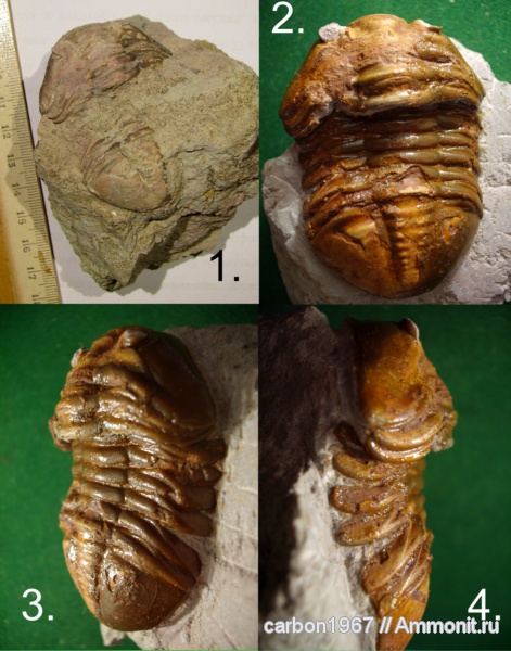 трилобиты, ордовик, Asaphus, Ordovician