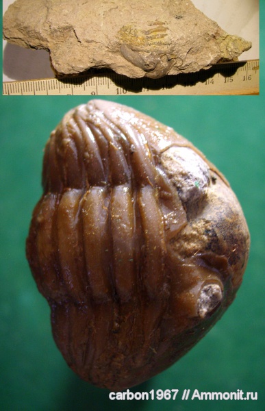 трилобиты, ордовик, Asaphus, Ordovician