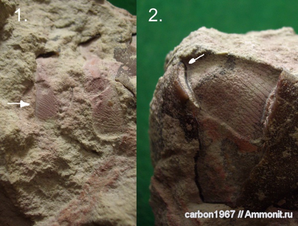 трилобиты, ордовик, Ordovician