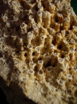 Коралл Syringopora sp.