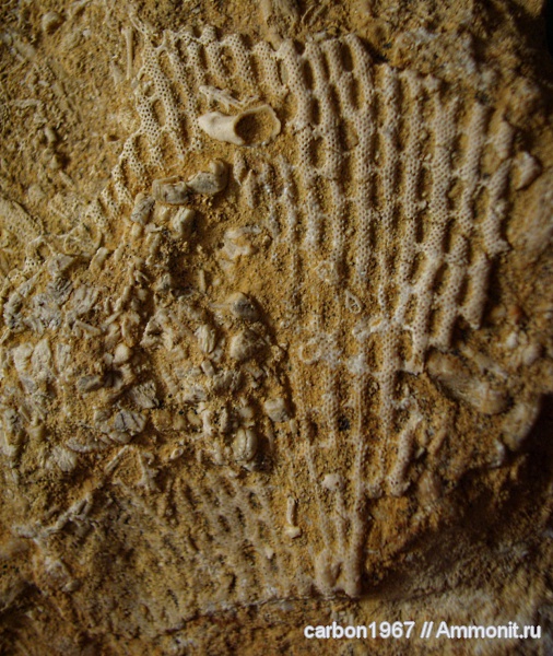 карбон, мшанки, Polypora