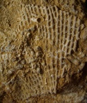 Мшанка Polypora sp.