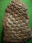 Lepidodendron sp.( из не изданного...1 )