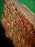 Lepidodendron obovatum ( из не изданного...2 )