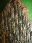 Lepidodendron aculeatum. ( из не иданного 4 )