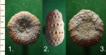 Нихнемеловой "правильный" морской ёж Rachiosoma sp..
