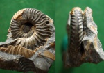 Ассиметрия сифона y Deshayesites sp.- 2.