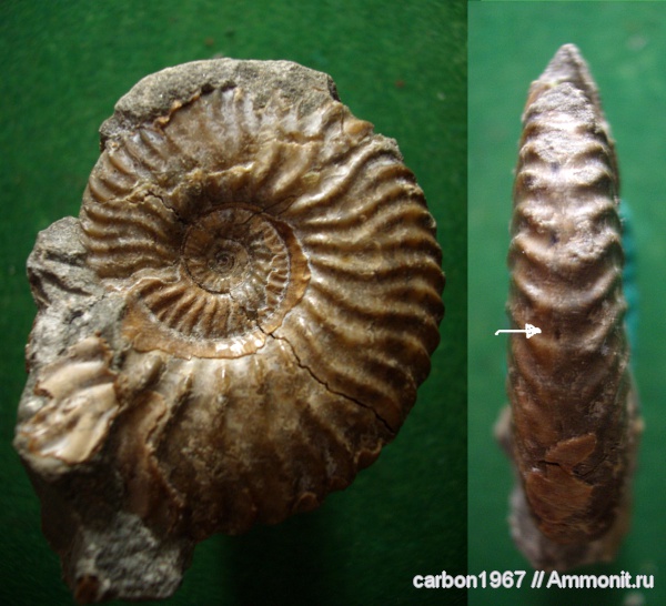аммониты, мел, Ammonites, Cretaceous