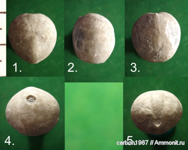 морские ежи, мел, Turanglaster, Cretaceous