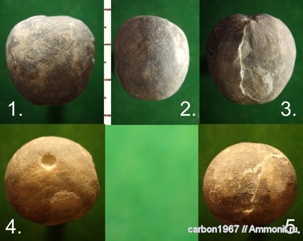 морские ежи, мел, Coraster, Cretaceous