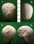 "Неправильный" морской ёж Cyclaster daniens.