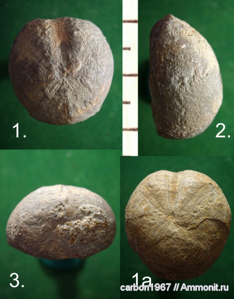 морские ежи, мел, Toxaster, Cretaceous