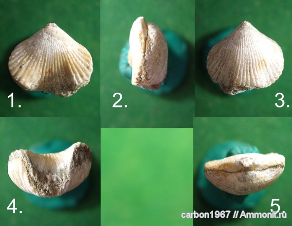 брахиоподы, мел, Rhynchonellida, Cretaceous