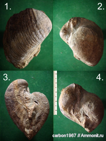 мел, Cretaceous