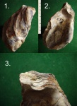 Меловая устрица Ostrea inociramoides..